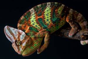 nature, Animals, Chameleons, Colorful, Skin, Branch, Tail, Simple Background
