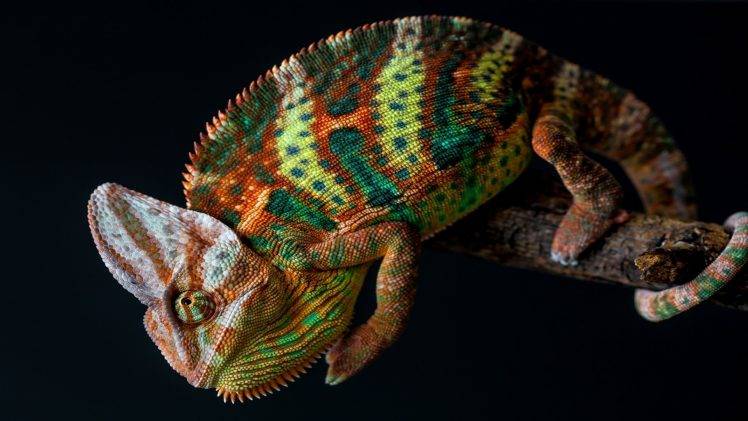 nature, Animals, Chameleons, Colorful, Skin, Branch, Tail, Simple Background HD Wallpaper Desktop Background