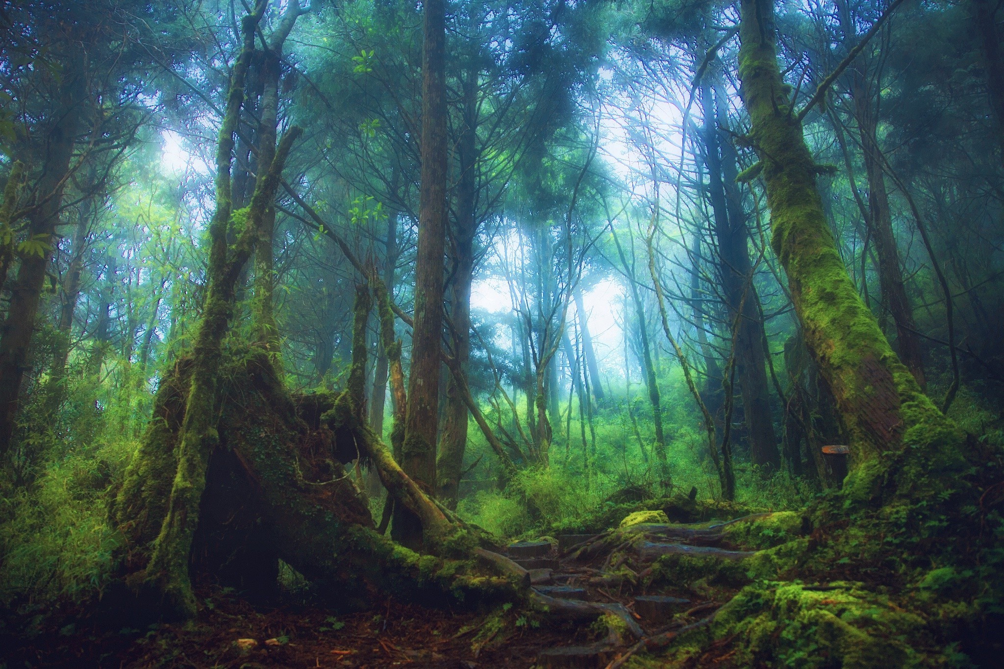 trees, Mist, Nature, Landscape, Forest, Moss Wallpaper