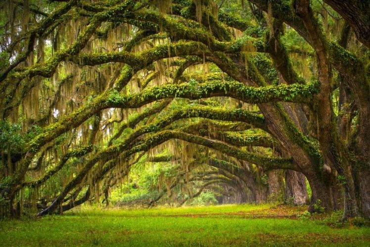 oak Trees, Trees, Grass, Nature, Ancient, Landscape HD Wallpaper Desktop Background