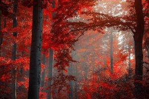 forest, Nature, Landscape, Fall, Mist, Red