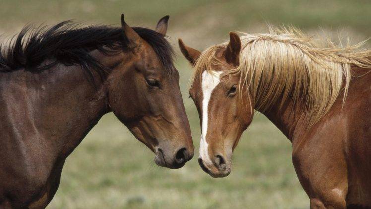 animals, Horse HD Wallpaper Desktop Background