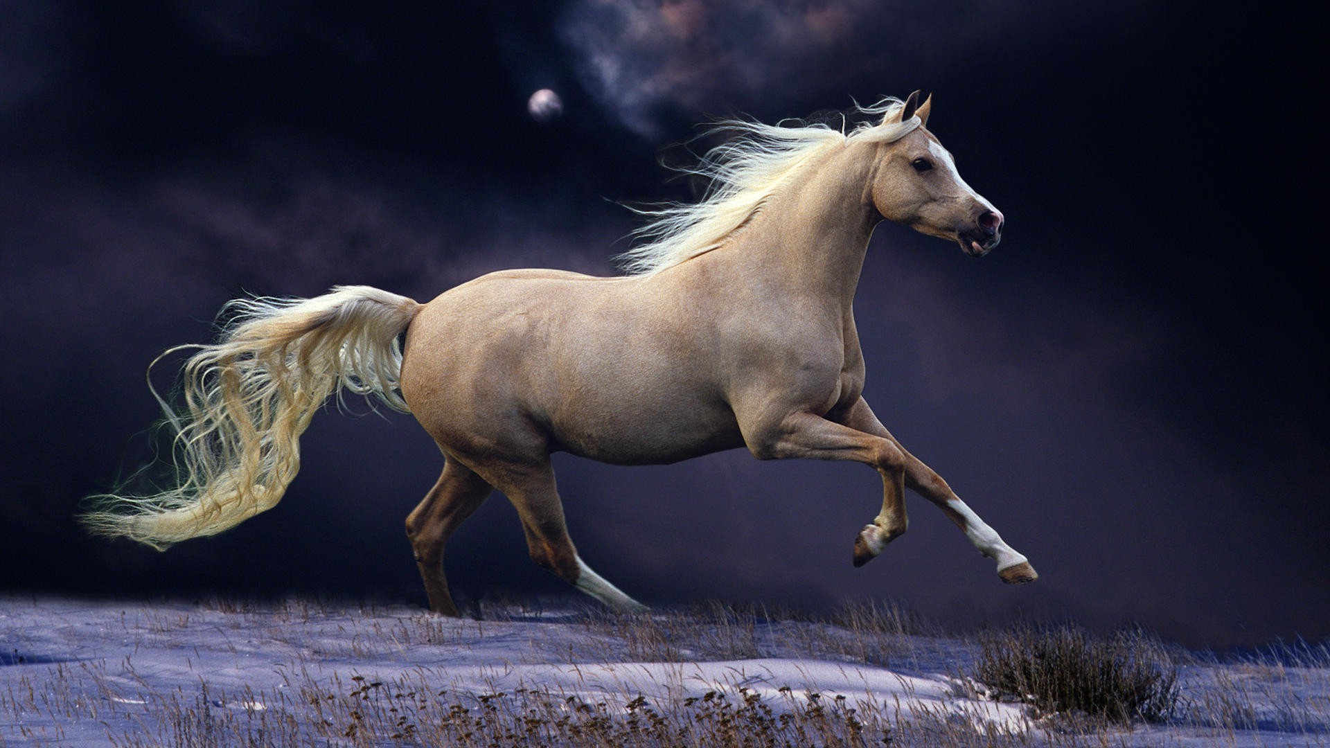 animals, Horse Wallpapers HD / Desktop and Mobile Backgrounds