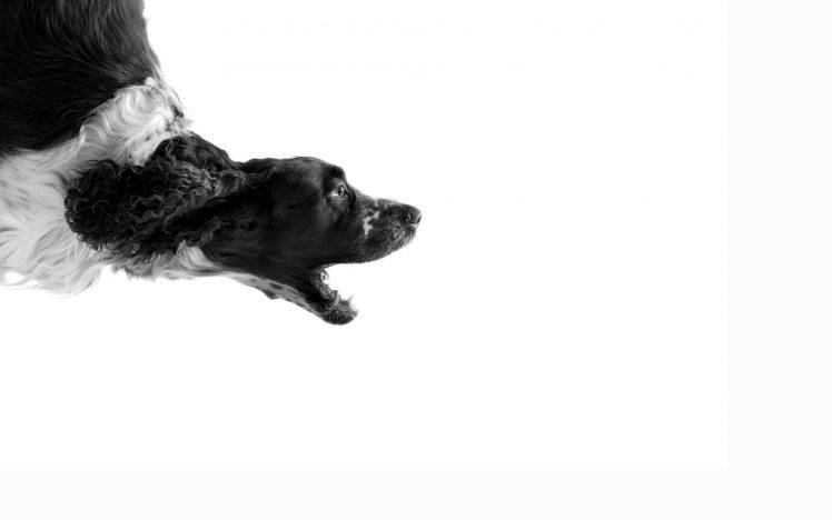 monochrome, Animals, Dog HD Wallpaper Desktop Background