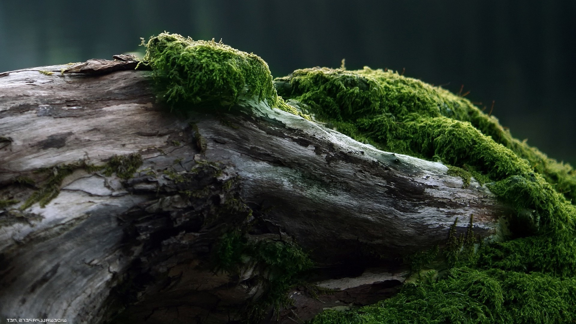 wood, Forest, Moss, Green, Trees, Nature Wallpaper