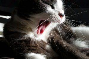 cat, Sleep, Mouths, Yawning, Animals