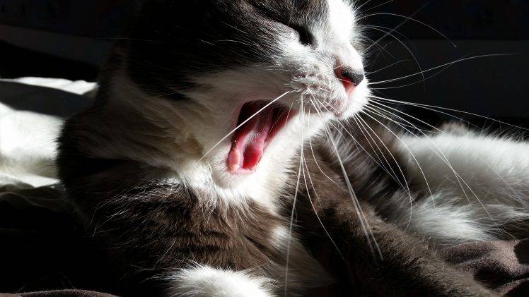 cat, Sleep, Mouths, Yawning, Animals HD Wallpaper Desktop Background