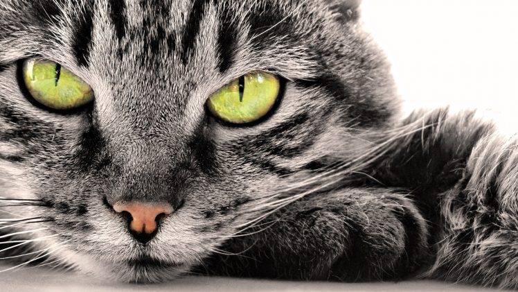 cat, Animals, Closeup HD Wallpaper Desktop Background