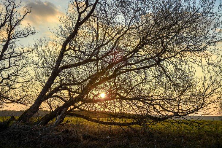 sun Rays, Trees, Sunset, Landscape HD Wallpaper Desktop Background