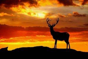 animals, Nature, Deer, Stags