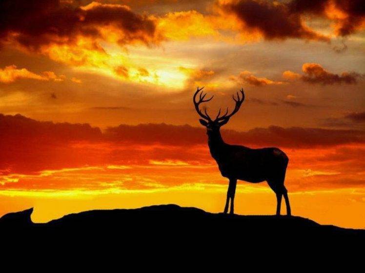 animals, Nature, Deer, Stags HD Wallpaper Desktop Background