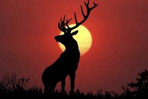 animals, Nature, Deer, Elk