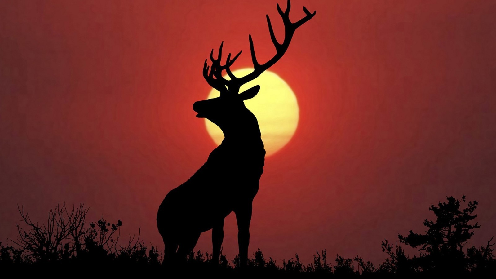 animals, Nature, Deer, Elk Wallpapers HD / Desktop and Mobile Backgrounds