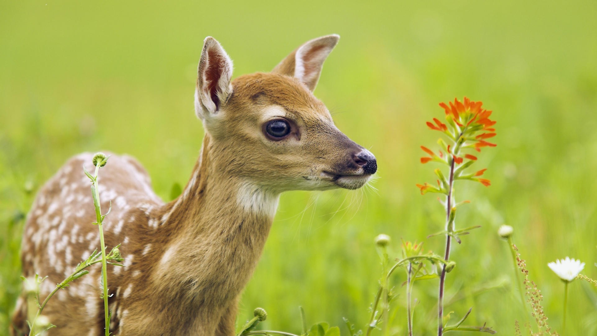 animals, Nature, Deer, Baby Animals Wallpaper