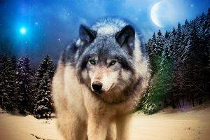 wolf, Animals, Wildlife, Adobe Photoshop