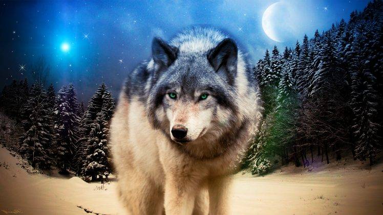 wolf, Animals, Wildlife, Adobe Photoshop HD Wallpaper Desktop Background