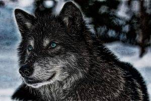wolf, Animals, Wildlife