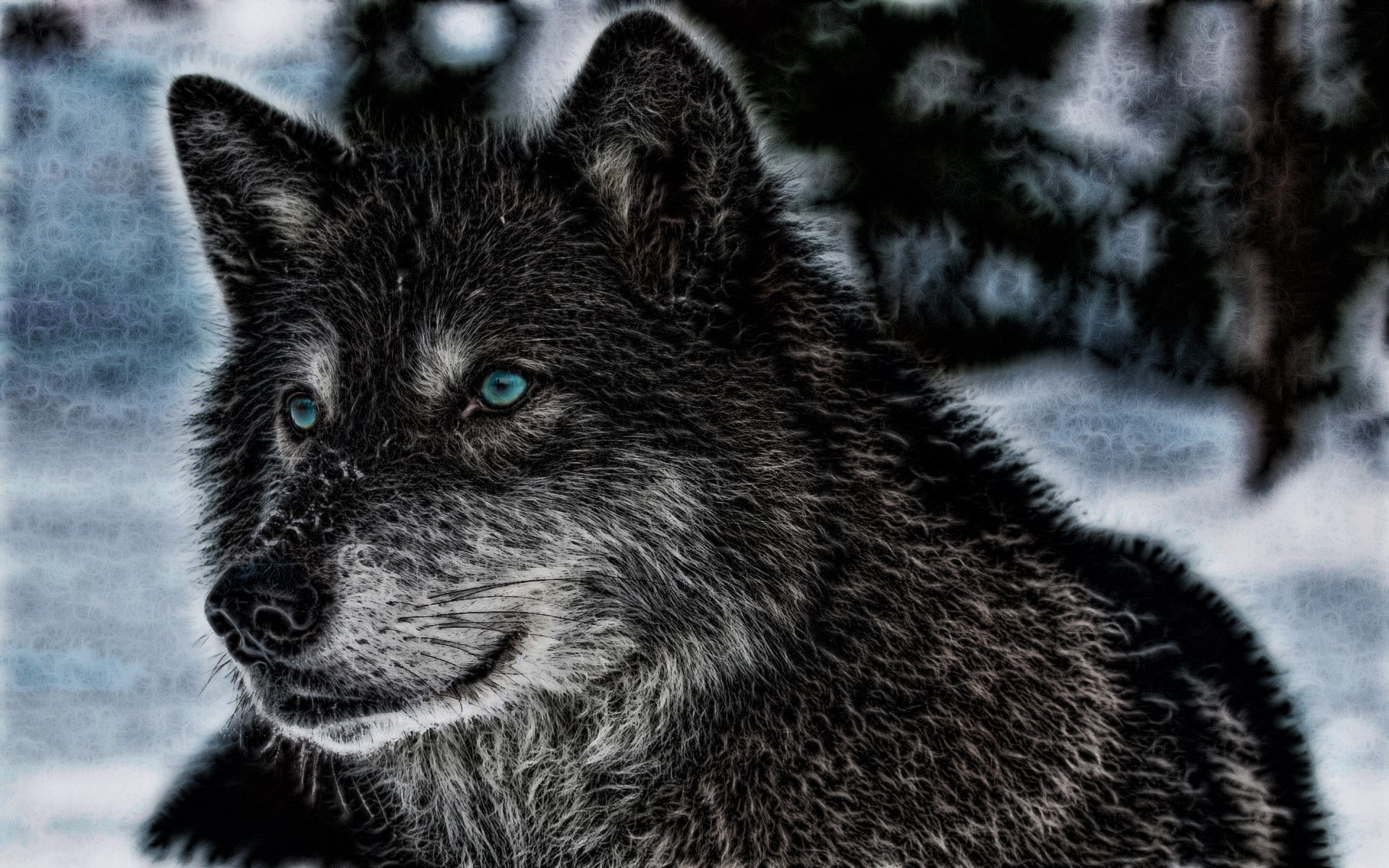 wolf, Animals, Wildlife Wallpapers HD / Desktop and Mobile Backgrounds