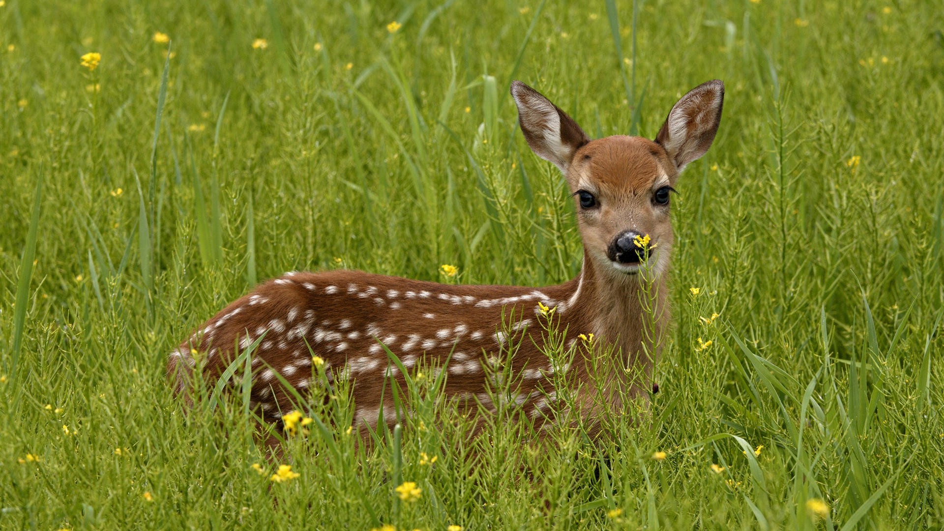 animals, Nature, Deer Wallpaper