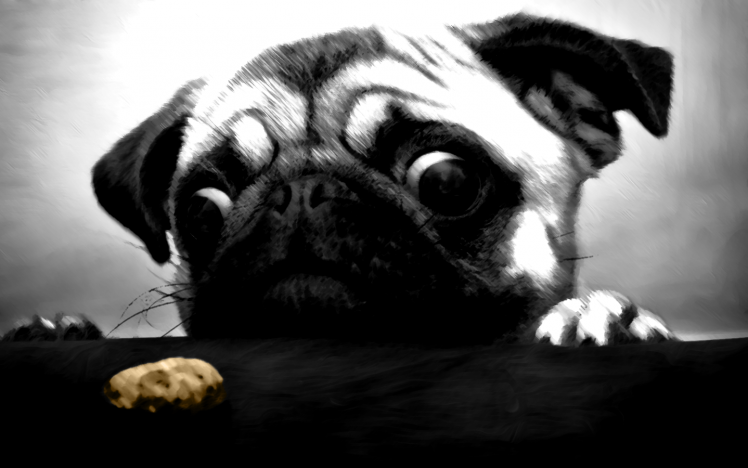 pug, Cookies, Animals, Dog HD Wallpaper Desktop Background