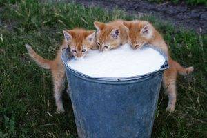 cat, Kittens, Milk, Animals