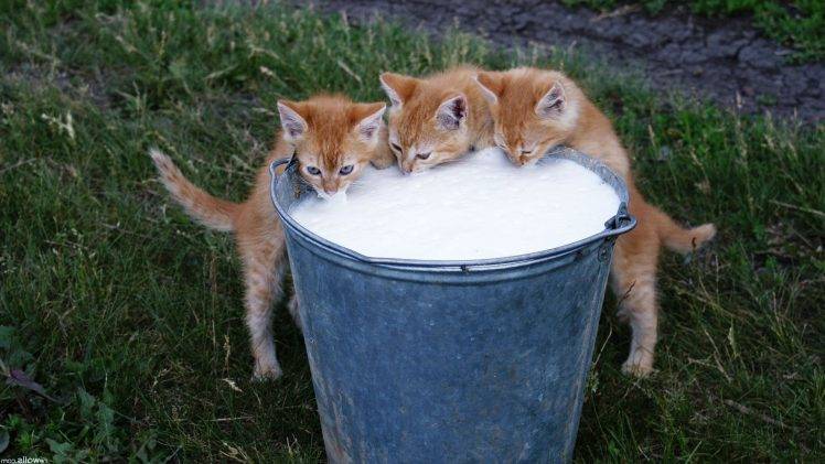 cat, Kittens, Milk, Animals HD Wallpaper Desktop Background
