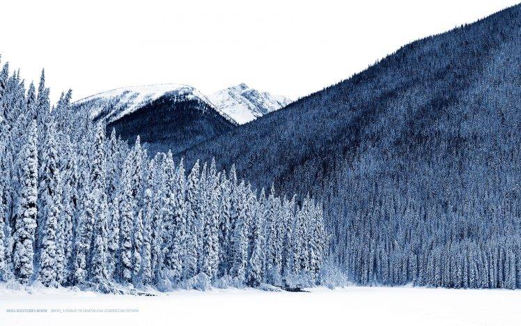 nature, Landscape, Trees, Winter, Snow HD Wallpaper Desktop Background