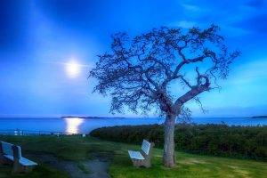 moon, Trees, Sea, Bench, Garden, Nature, Landscape, Grass, Evening