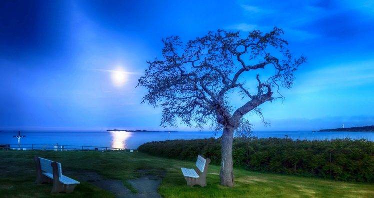 moon, Trees, Sea, Bench, Garden, Nature, Landscape, Grass, Evening HD Wallpaper Desktop Background