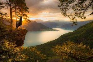 deer, Sunset, Fjord, Mountain, Trees, Norway, Forest, Nature, Landscape, Clouds
