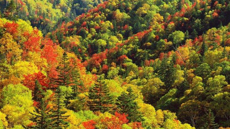 nature, Landscape, Trees, Forest HD Wallpaper Desktop Background