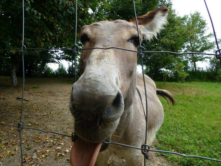 animals, Donkeys HD Wallpaper Desktop Background
