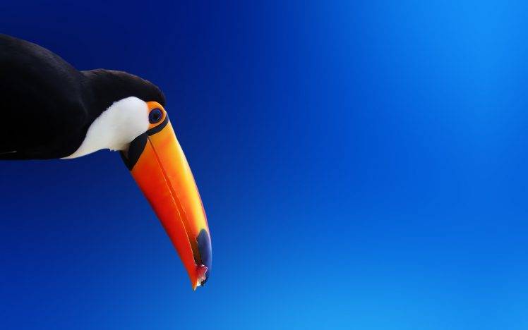 nature, Animals, Birds, Toucans, Blue Background HD Wallpaper Desktop Background