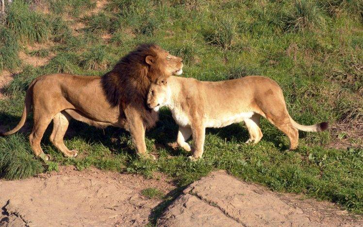 wildlife, Animals, Lion HD Wallpaper Desktop Background