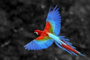 nature, Animals, Birds, Parrot, Selective Coloring, Macaws