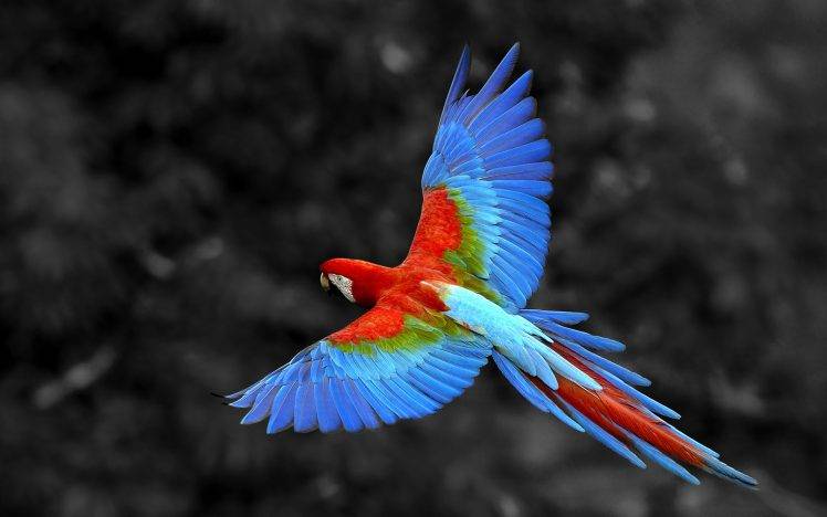 nature, Animals, Birds, Parrot, Selective Coloring, Macaws HD Wallpaper Desktop Background
