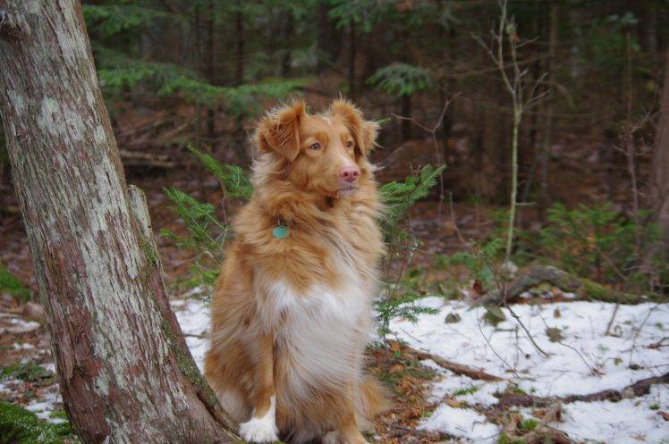 Nova Scotia Duck Tolling Retriever, Dog, Trees, Animals, Nature, Snow HD Wallpaper Desktop Background