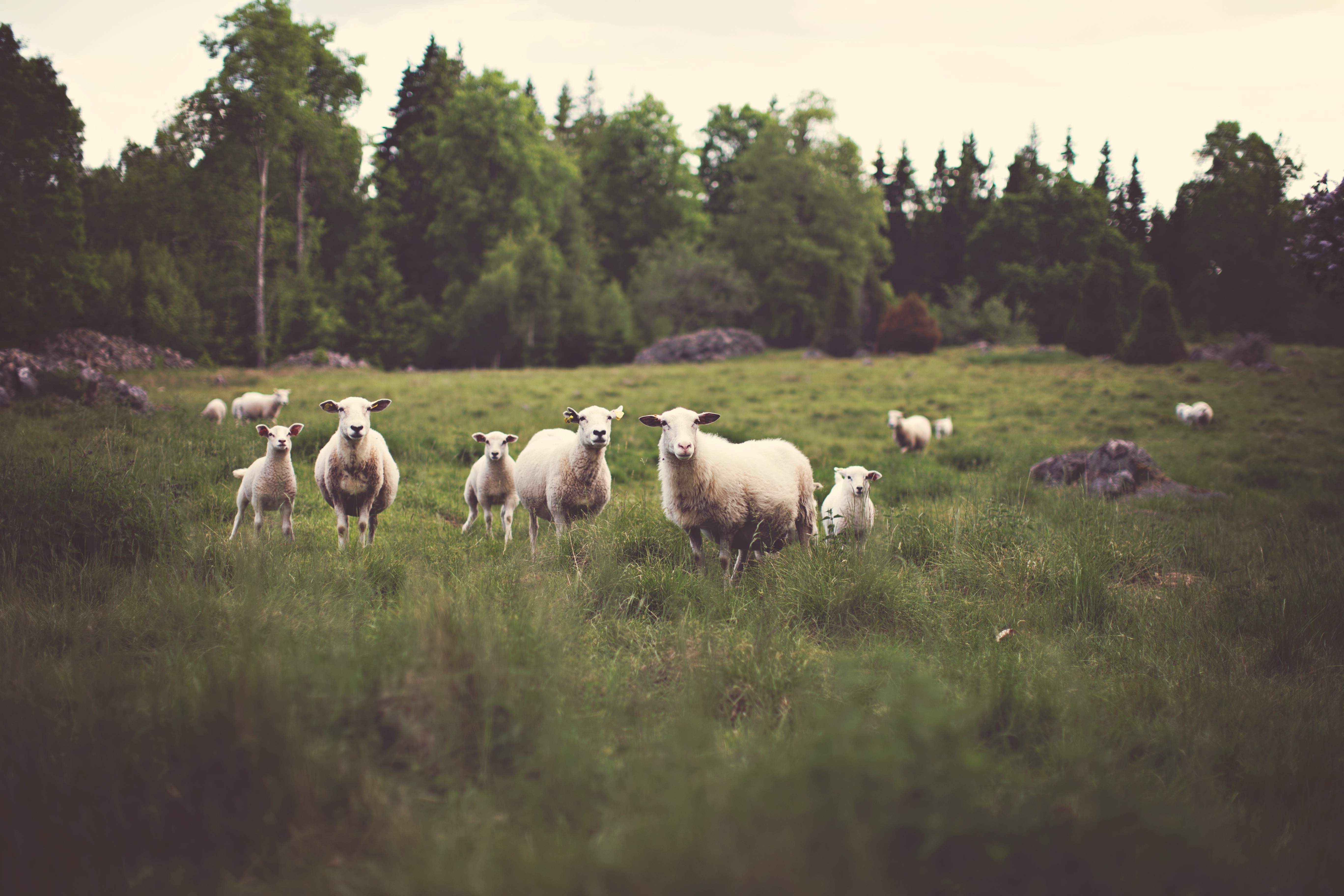 animals, Sheep Wallpaper
