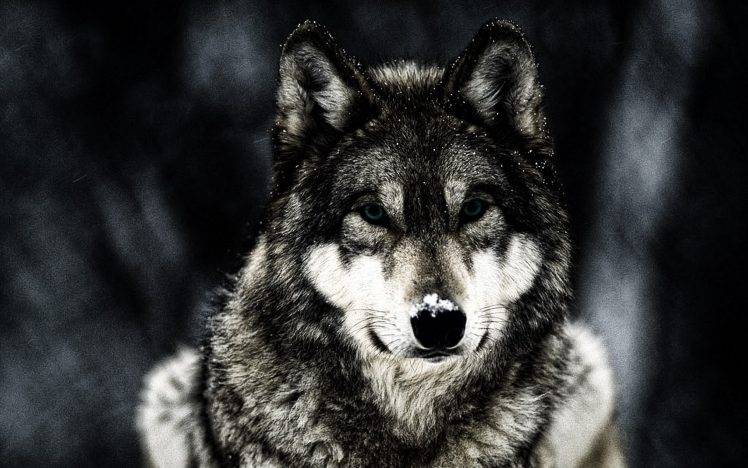 wolf, Animals, Wildlife HD Wallpaper Desktop Background