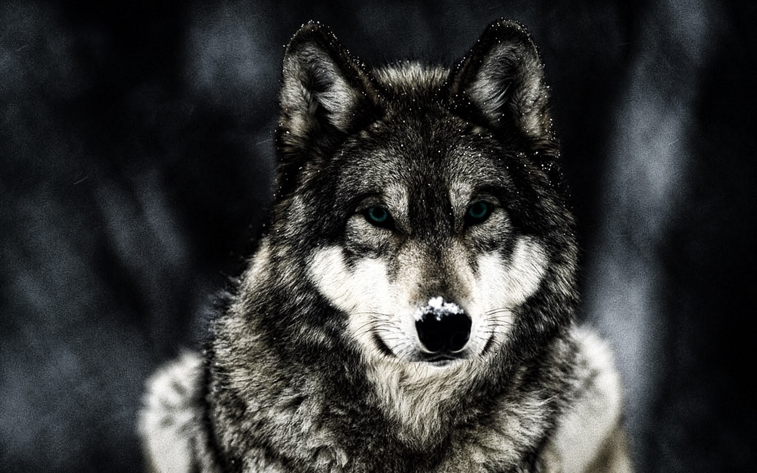 wolf, Animals, Wildlife Wallpapers HD / Desktop and Mobile Backgrounds