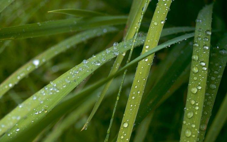 nature, Grass, Water Drops, Green, Plants, Macro HD Wallpaper Desktop Background