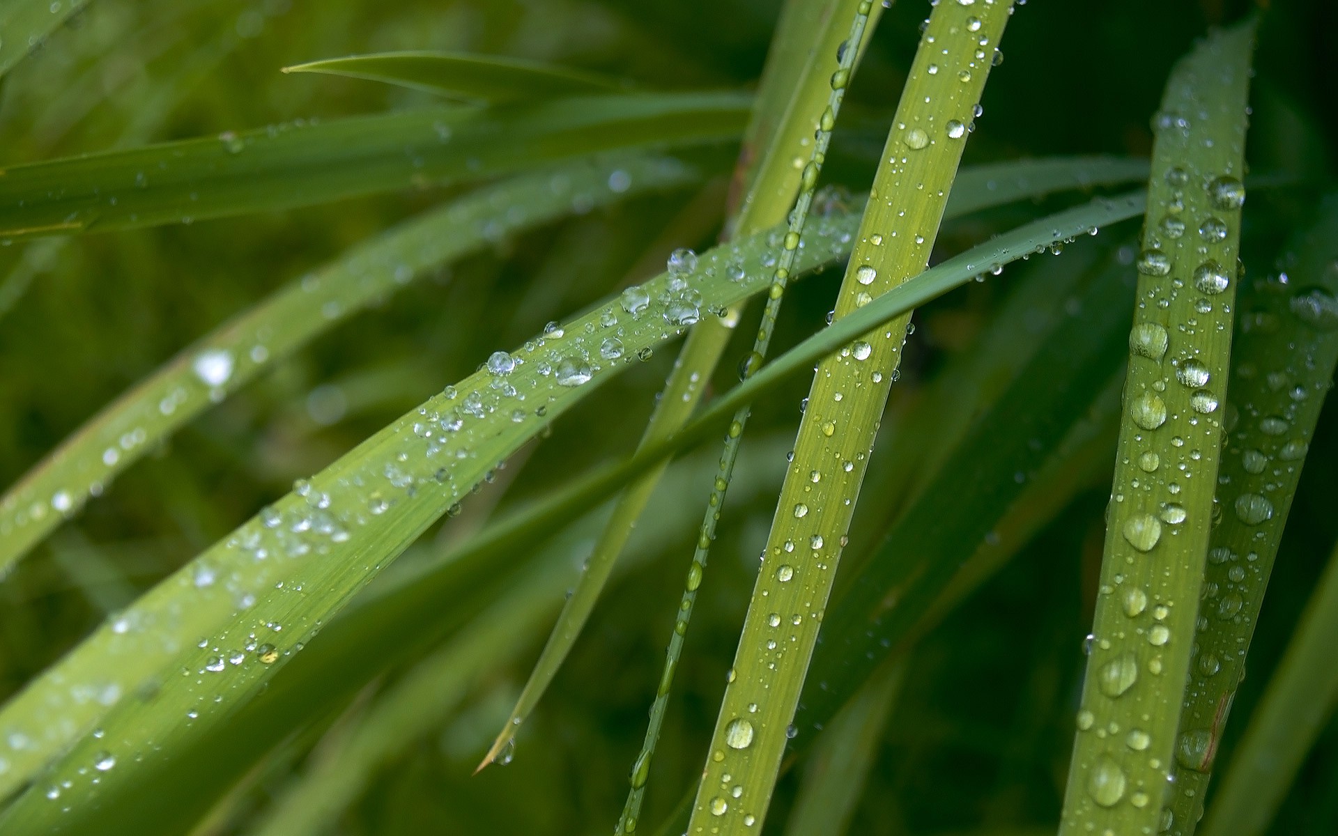nature, Grass, Water Drops, Green, Plants, Macro Wallpaper