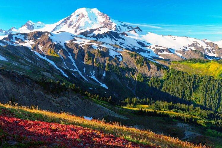 mountain, Snowy Peak, Morning, Forest, Nature, Landscape, Grass HD Wallpaper Desktop Background