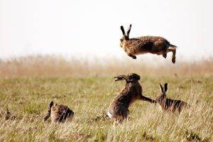 rabbits, Animals, Nature, Grass