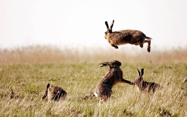 rabbits, Animals, Nature, Grass HD Wallpaper Desktop Background