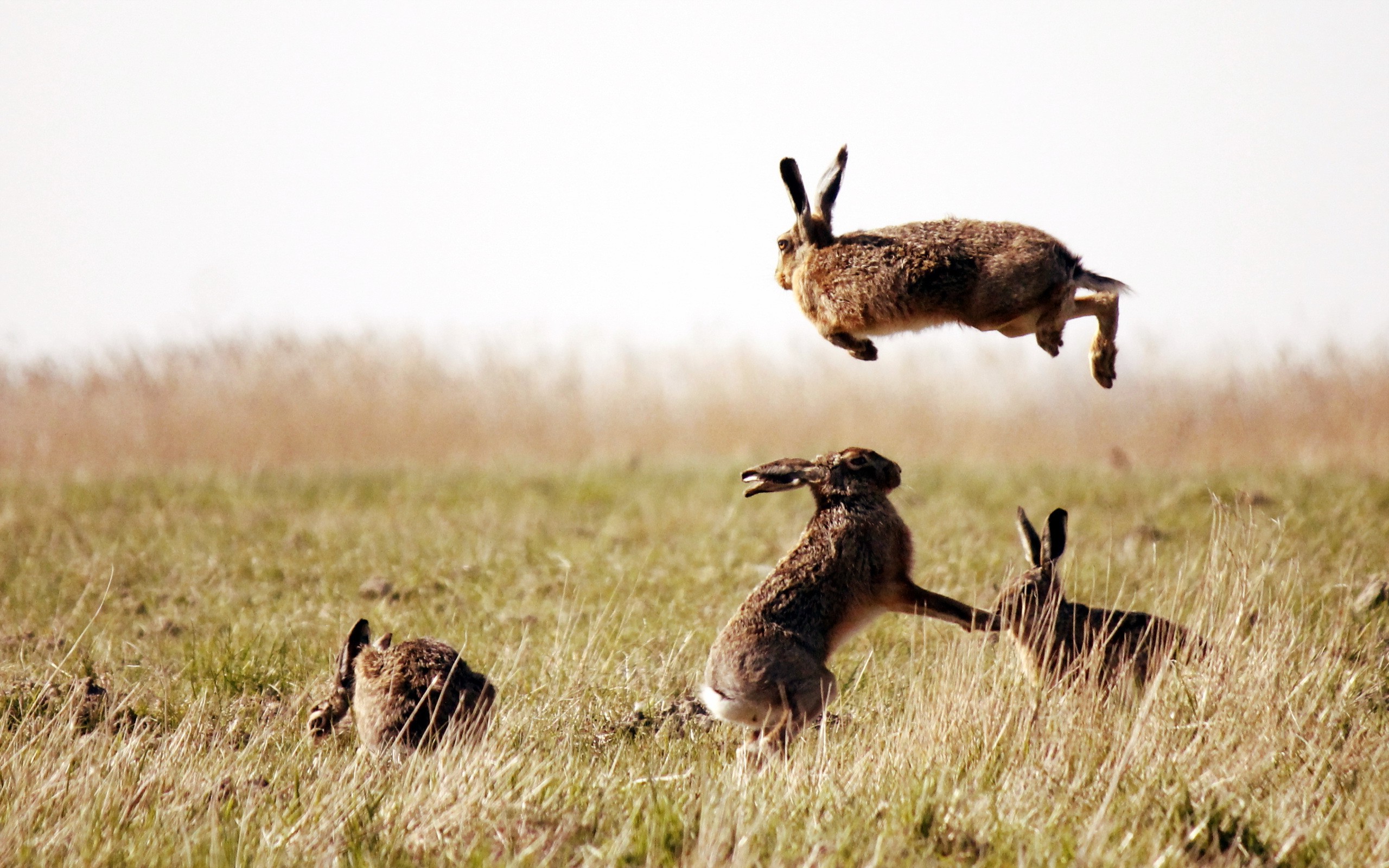 rabbits, Animals, Nature, Grass Wallpaper