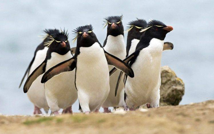 animals, Penguins, Birds HD Wallpaper Desktop Background
