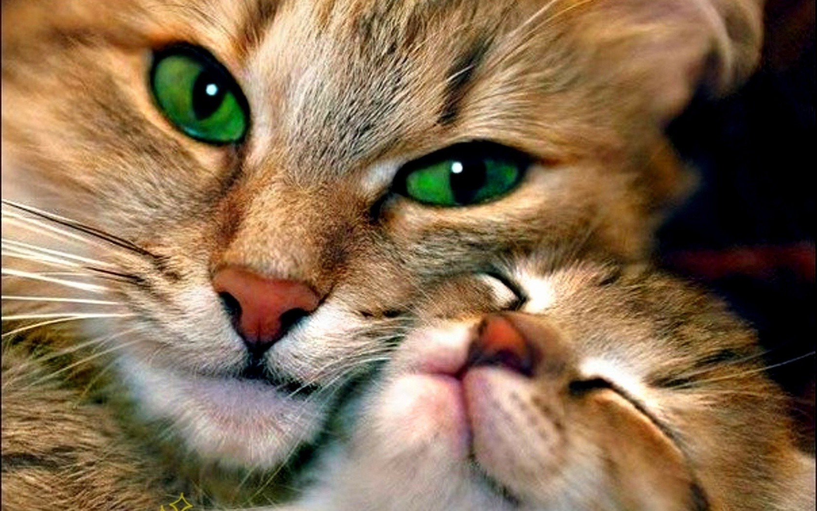 animals, Cat Wallpaper