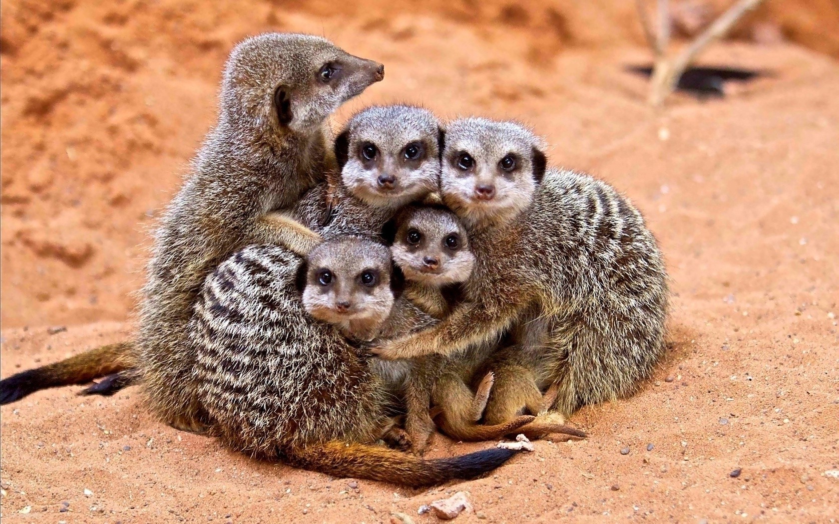 animals, Meerkats, Baby Animals, Sand Wallpaper