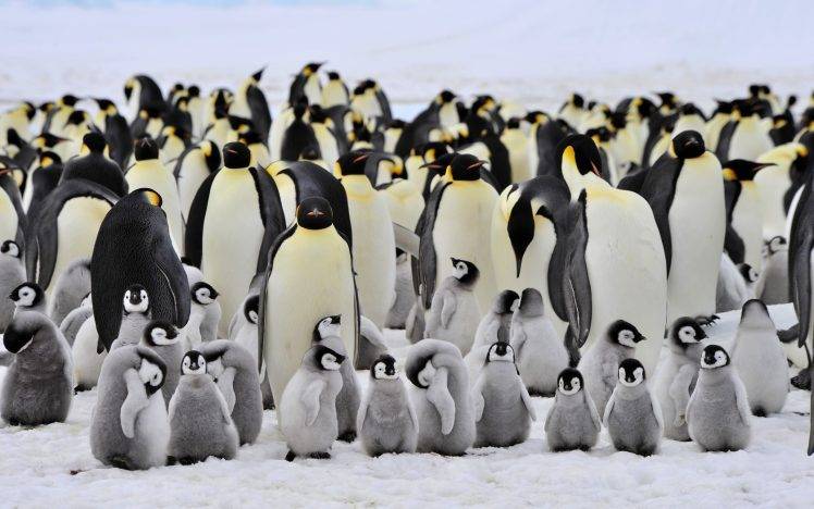 animals, Penguins, Birds, Baby Animals HD Wallpaper Desktop Background